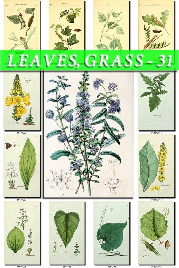 LEAVES GRASS-31 230 vintage print