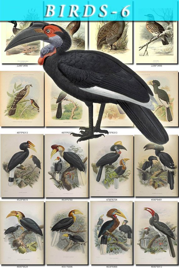 BIRDS-6 219 vintage print