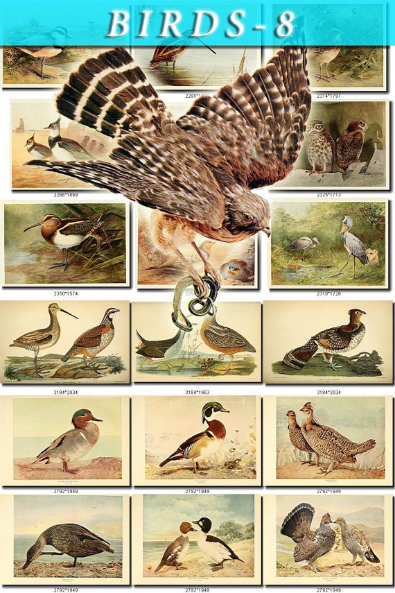 BIRDS-8 203 vintage print