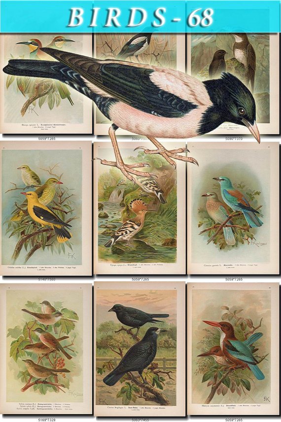 BIRDS-68 54 vintage print