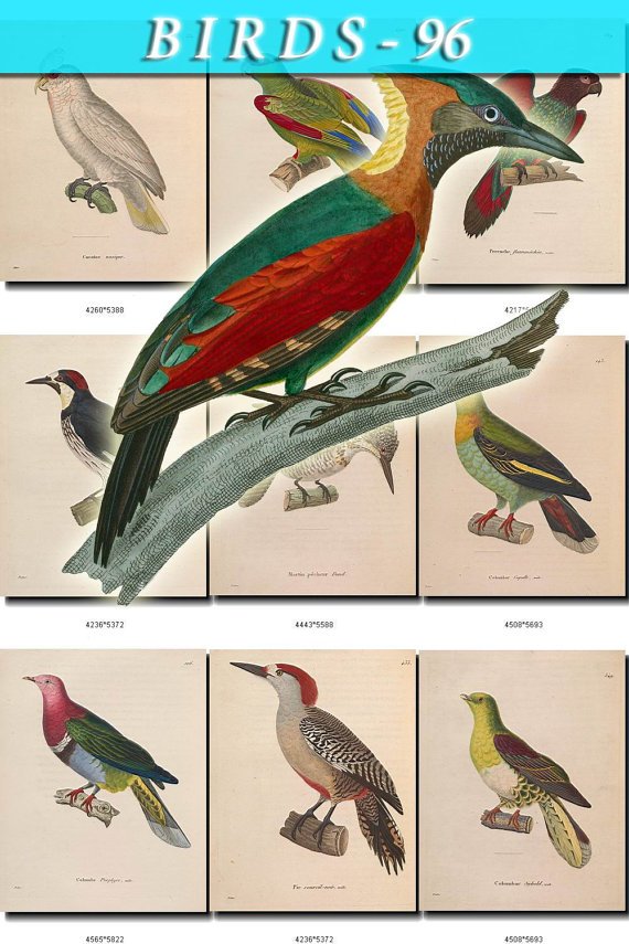BIRDS-96 127 vintage print
