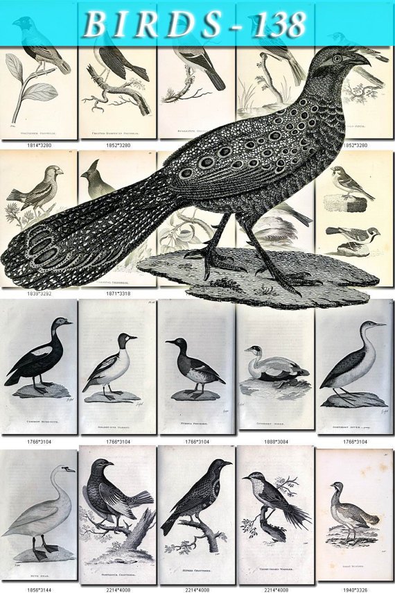 BIRDS-138-bw 235 black-, -white vintage print