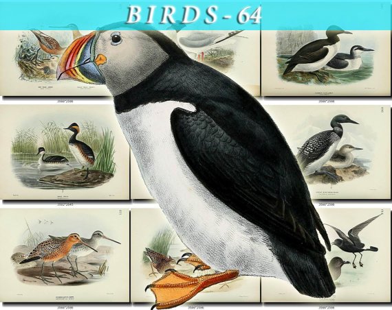 BIRDS-64 90 vintage print