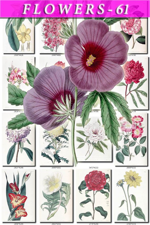 FLOWERS-61 259 vintage print