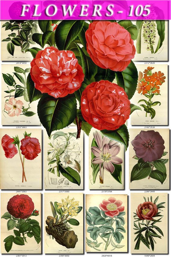 FLOWERS-105 287 vintage print