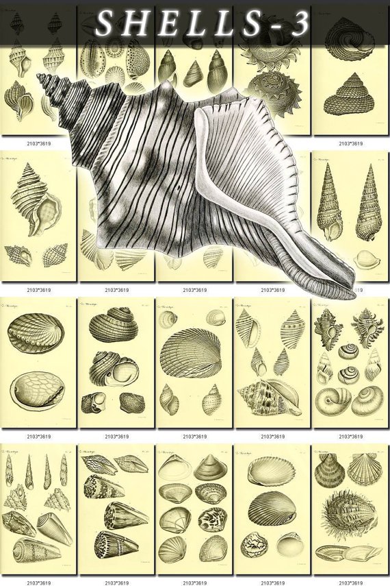 SHELLS-3-bw 197 vintage print