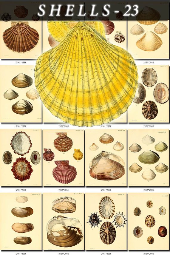 SHELLS-23 153 vintage print