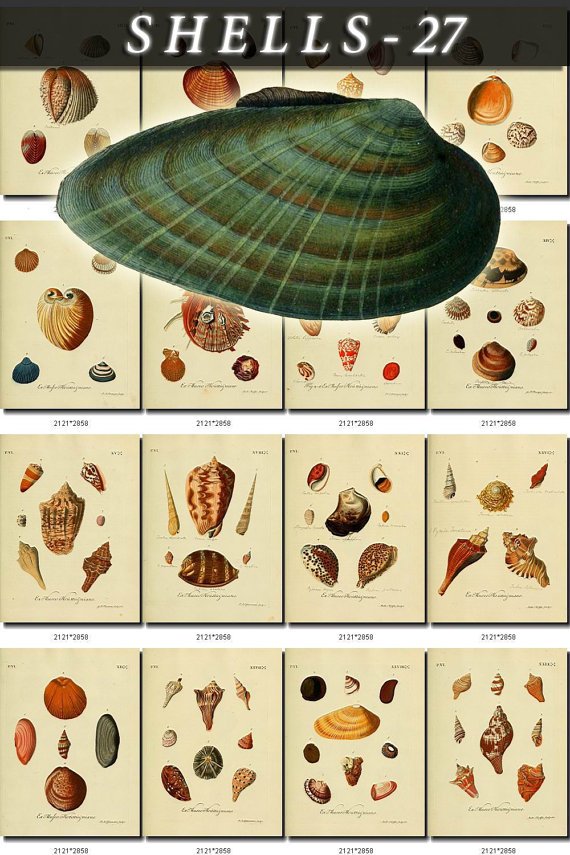 SHELLS-27 170 vintage print