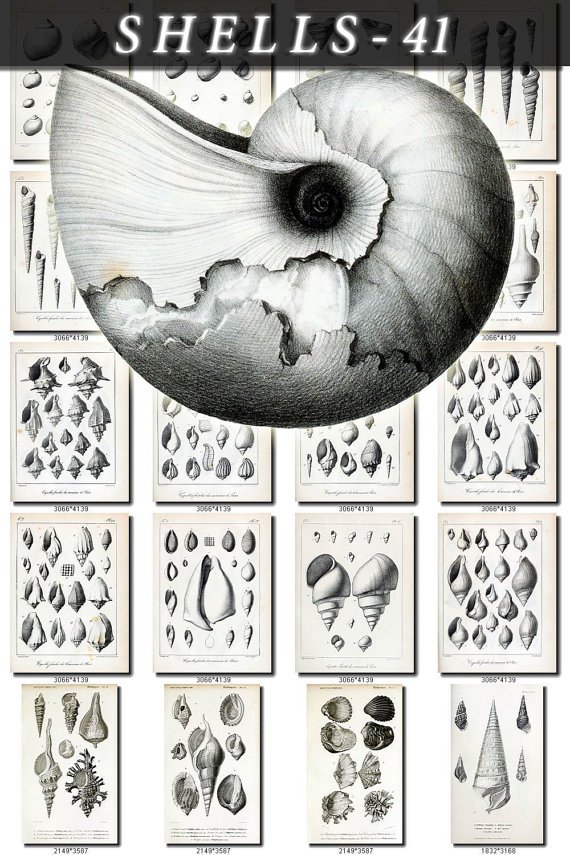 SHELLS-41-bw 205 vintage print