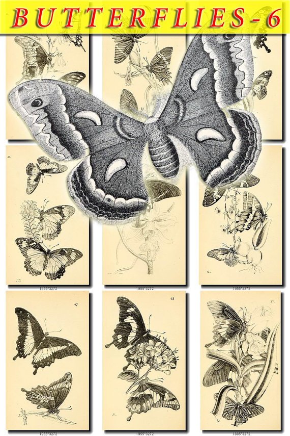 BUTTERFLIES-6-bw 100 black-, -white vintage print