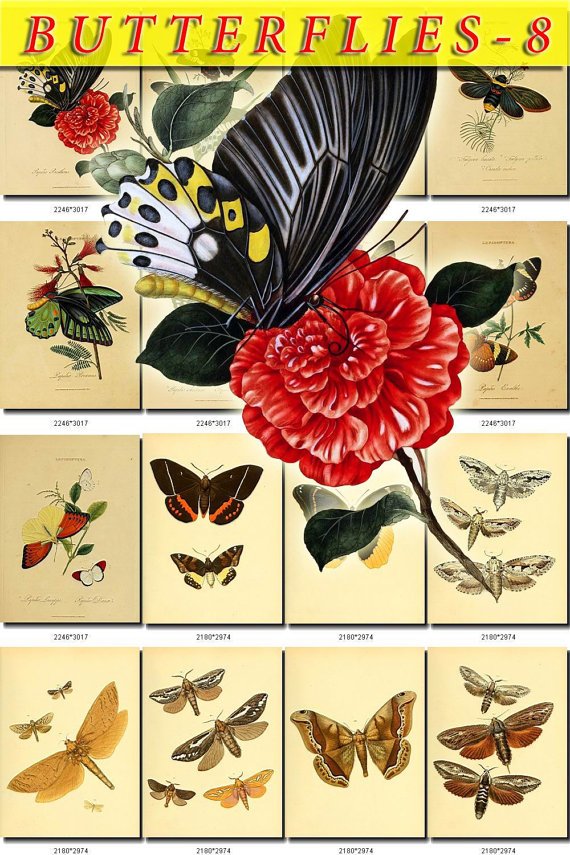 BUTTERFLIES-8 222 vintage print
