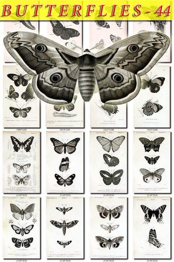 BUTTERFLIES-44-bw 97 black-, -white vintage print
