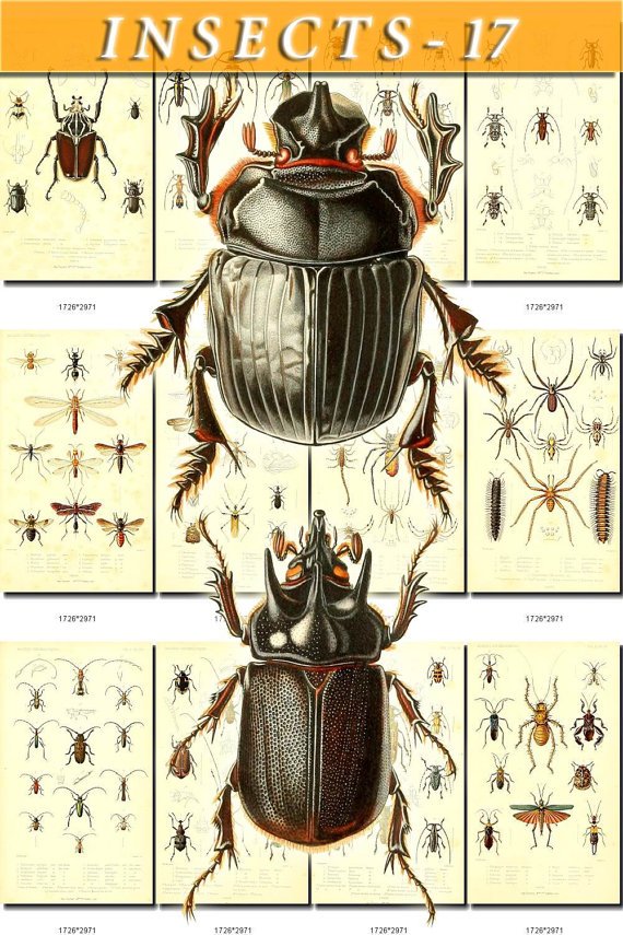 INSECTS-17 148 vintage print