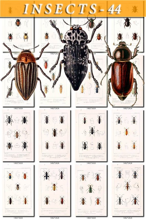 INSECTS-44 101 vintage print