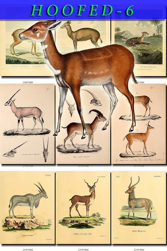 HOOFED UNGULATES-6 51 vintage print