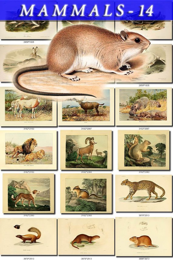 MAMMALS-14 239 vintage print