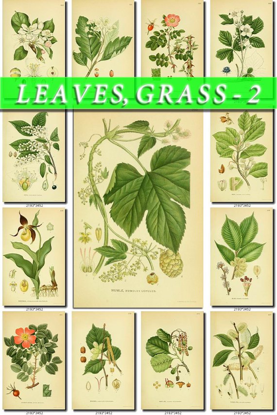 LEAVES GRASS-2 250 vintage print