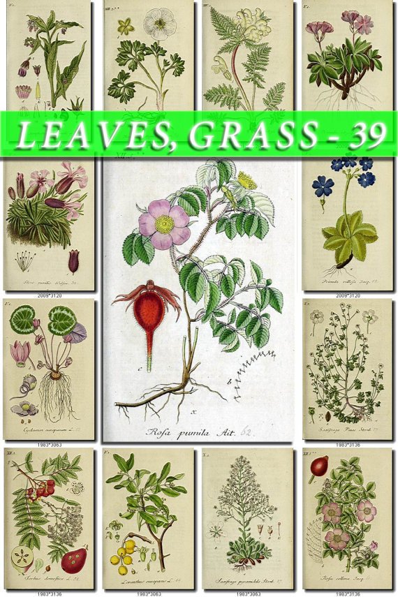 LEAVES GRASS-39 192 vintage print