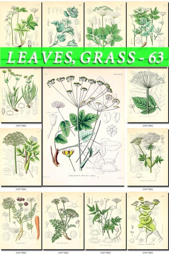 LEAVES GRASS-63 210 vintage print
