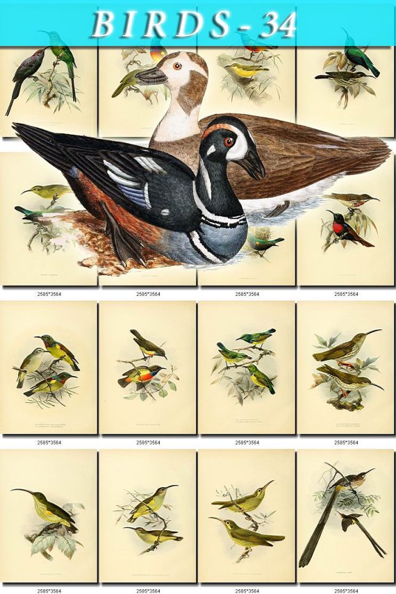 BIRDS-34 228 vintage print