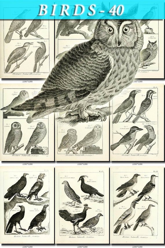 BIRDS-40-bw 238 black-, -white vintage print