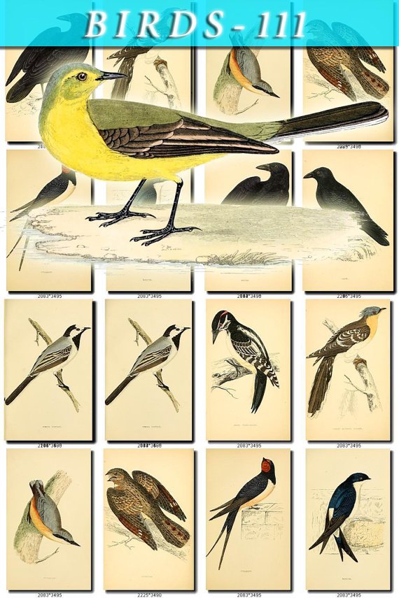 BIRDS-111 125 vintage print