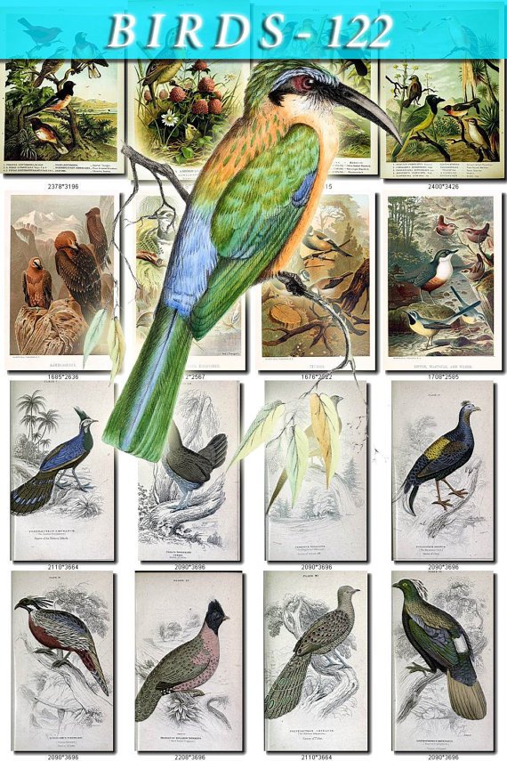 BIRDS-122 58 vintage print