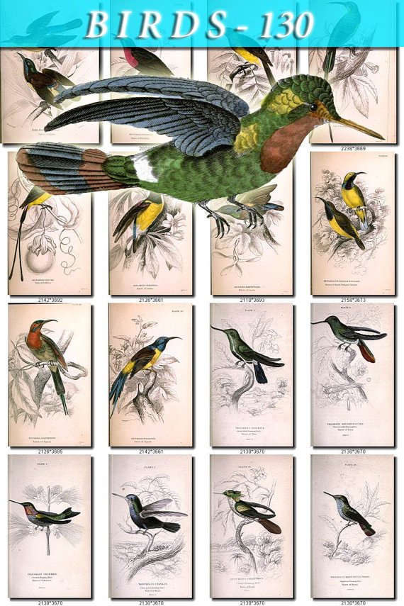 BIRDS-130 54 Sunbirds Nectarinia Wood Snipe Bustard Houbara vintage print
