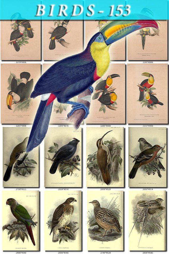 BIRDS-153 225 vintage print