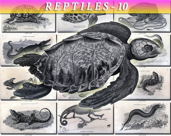 REPTILES & AMPHIBIAS-10-bw 86 black-, -white vintage print