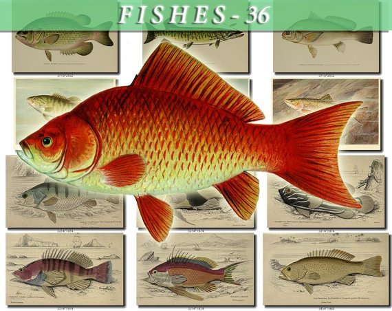 FISHES-36 64 vintage print