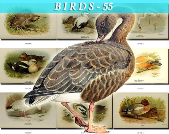 BIRDS-55 58 vintage print