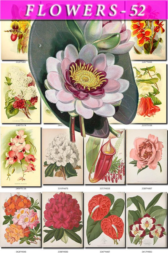 FLOWERS-52 92 vintage print