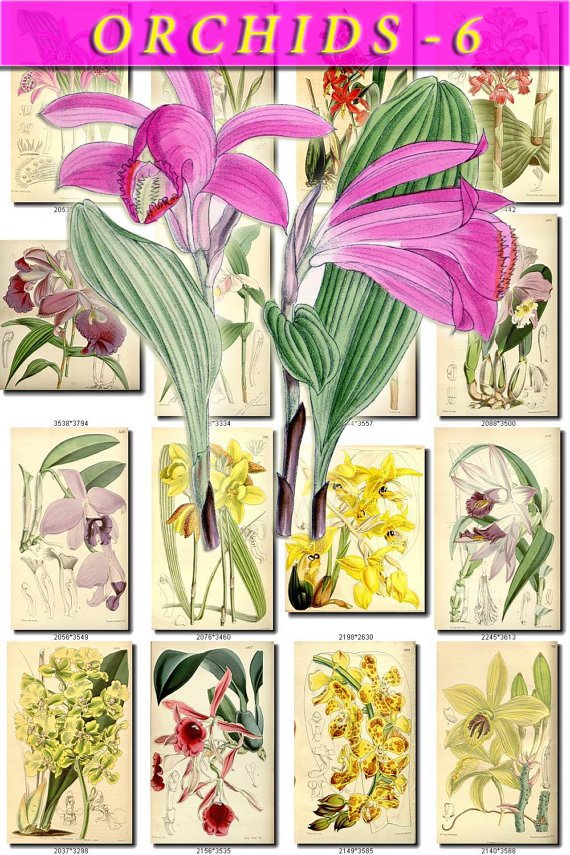 ORCHIDS-6 flowers 216 vintage print