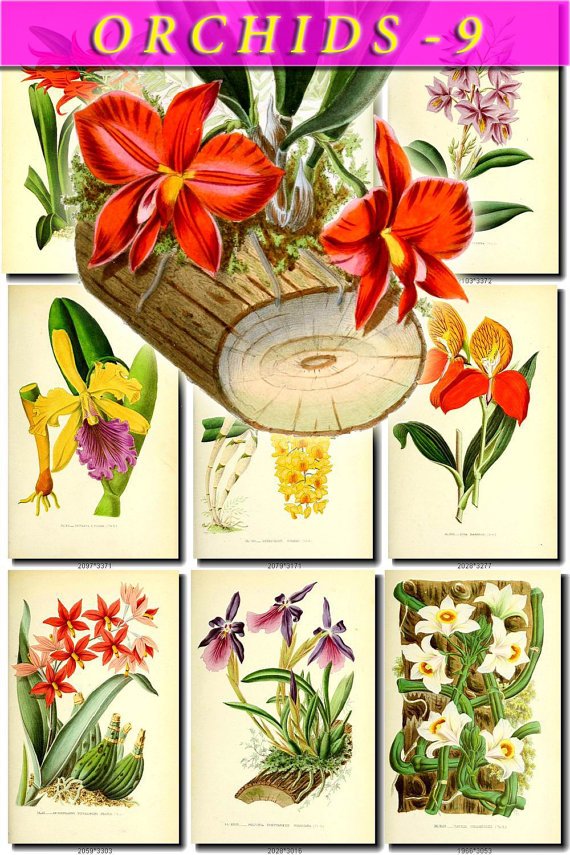 ORCHIDS-9 flowers 50 vintage print