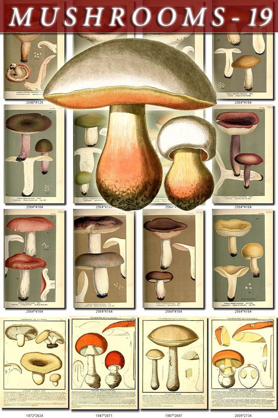 MUSHROOMS-19 202 vintage print