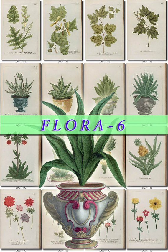 FLORA-6 275 vintage print