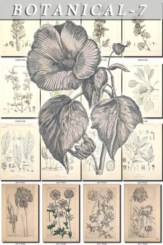 BOTANICAL-7-bw 247 black-, -white vintage print
