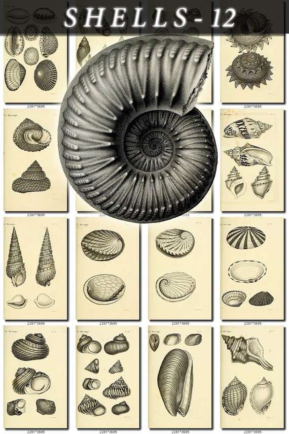 SHELLS-12-bw 213 vintage print