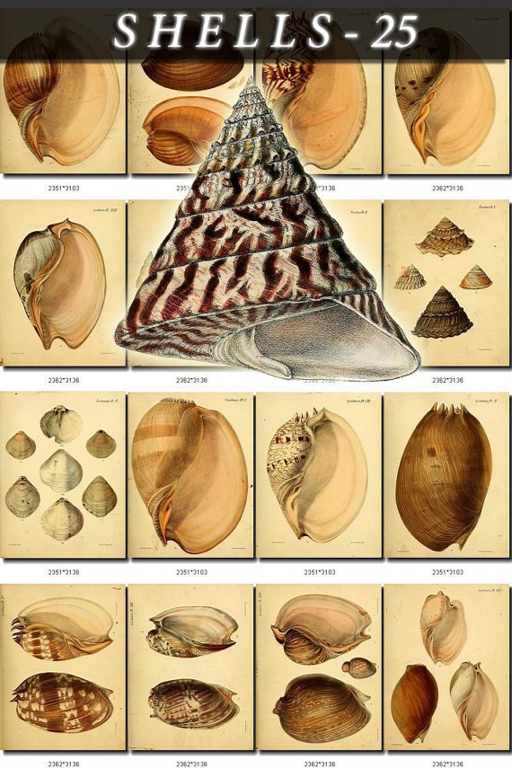 SHELLS-25 253 vintage print