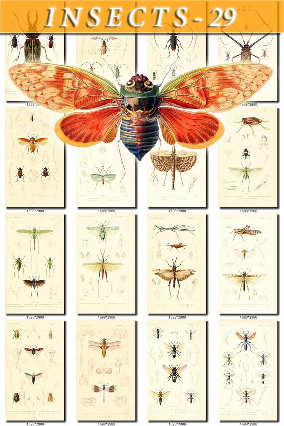 INSECTS-29 151 vintage print
