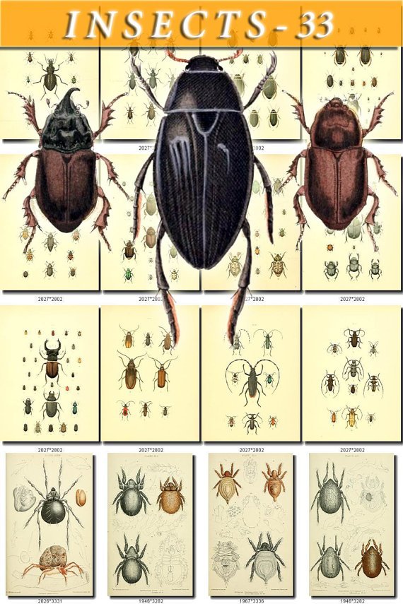 INSECTS-33 83 vintage print