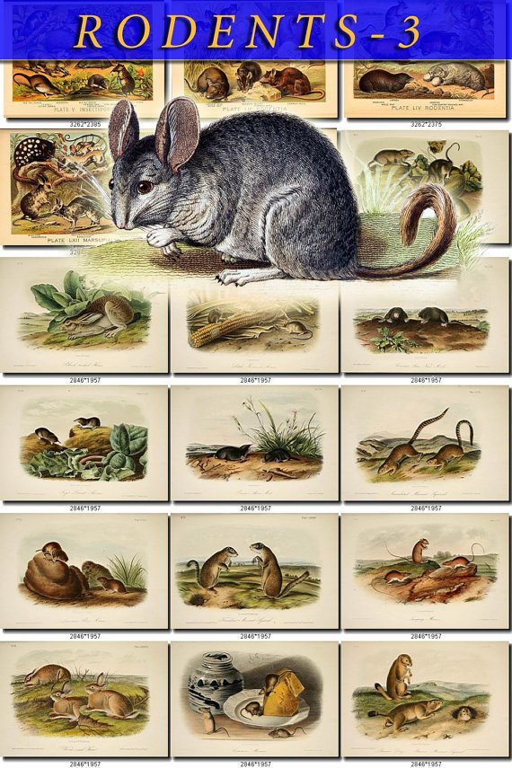 RODENTS-3 54 vintage print