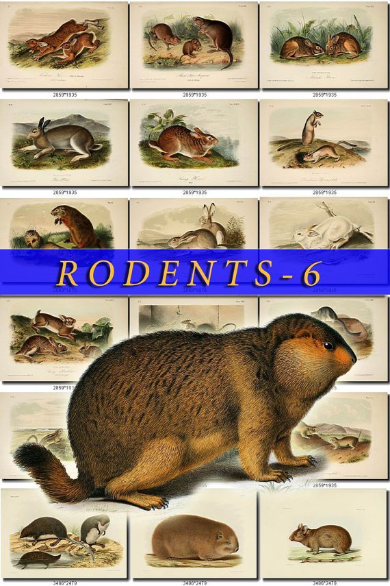RODENTS-6 61 vintage print