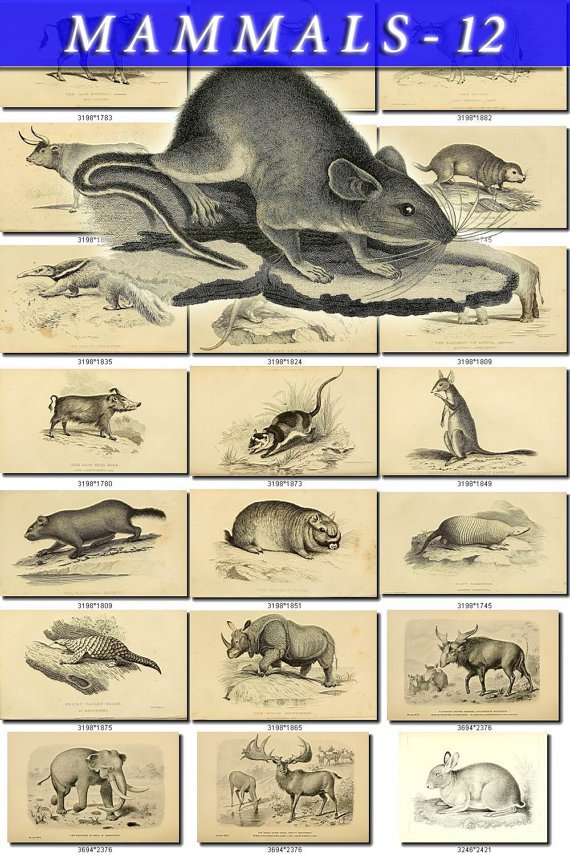 MAMMALS-12-bw 212 black-, -white vintage print