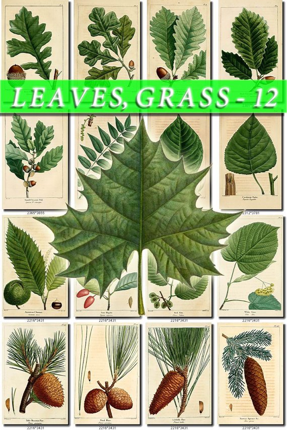 LEAVES GRASS-12 160 vintage print