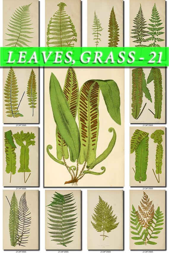 LEAVES GRASS-21 139 vintage print