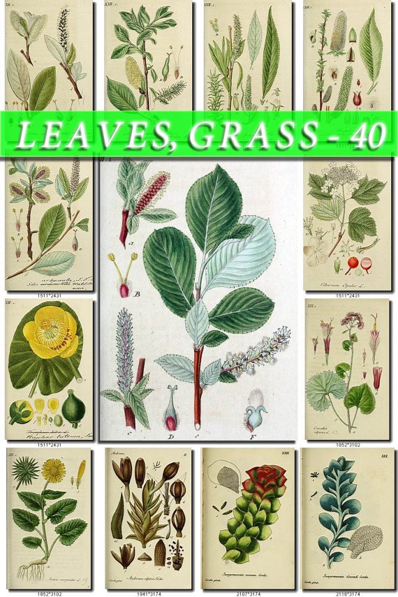 LEAVES GRASS-40 240 vintage print