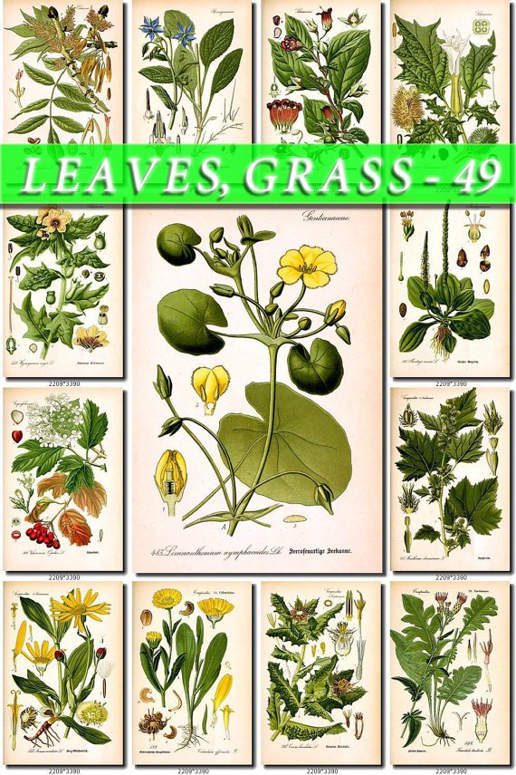 LEAVES GRASS-49 147 vintage print