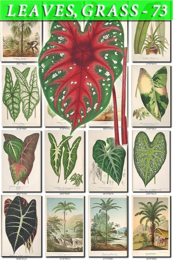 LEAVES GRASS-73 278 vintage print